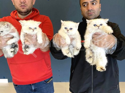 Renk Renk British Shorthair Yavrular Ankara Mağazamizda Görn görsel