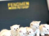 Renk Renk British Shorthair Yavrular Ankara Mağazamizda Görn