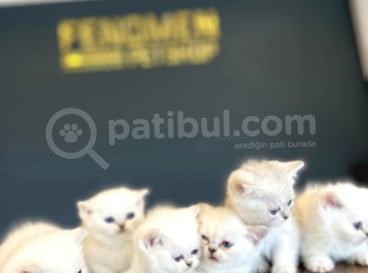 Renk Renk British Shorthair Yavrular Ankara Mağazamizda Görn görsel