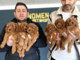 Renk Renk Orji̇nal Toy Podle Yavrular Ankara Mağazmizda Görün