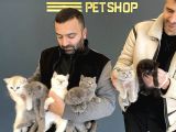 Renk Renk British Shorthair Yavrular Ankara Mağazamizda Görn