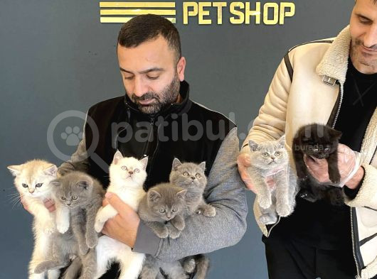 Renk Renk British Shorthair Yavrular Ankara Mağazamizda Görn görsel