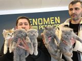 Renk Renk British Shorthair Yavrular Ankara Mağazamizda Görn