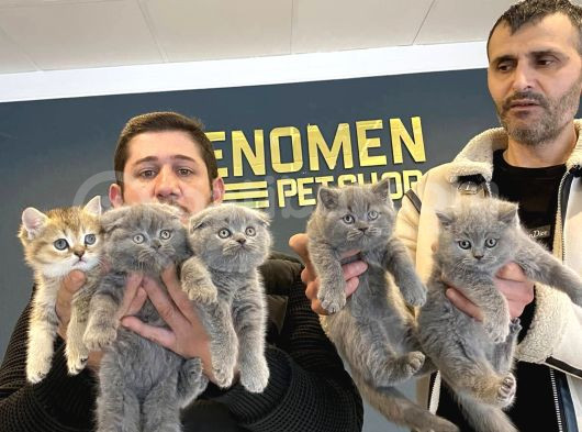 Renk Renk British Shorthair Yavrular Ankara Mağazamizda Görn görsel