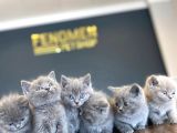 Renk Renk British Shorthair Yavrular Ankara Mağazamizda Görn