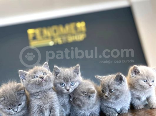 Renk Renk British Shorthair Yavrular Ankara Mağazamizda Görn görsel
