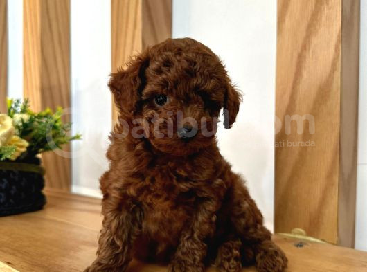 Toy Poodle Yavrularımız görsel