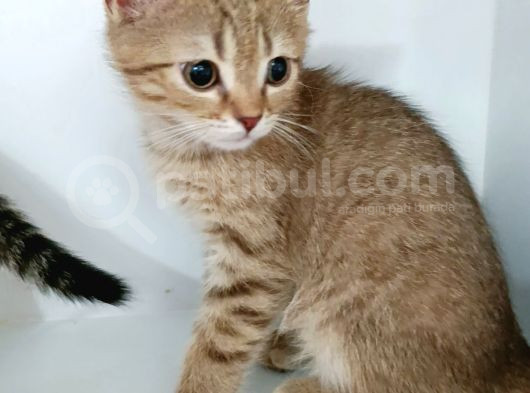 Yeni̇ Yilin Mi̇ni̇ği̇ görsel
