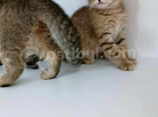 Yeni̇ Yilin Mi̇ni̇ği̇ görsel