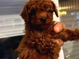 Red Brown Toy Poddle Bebişlerimiz Teslime Hazır