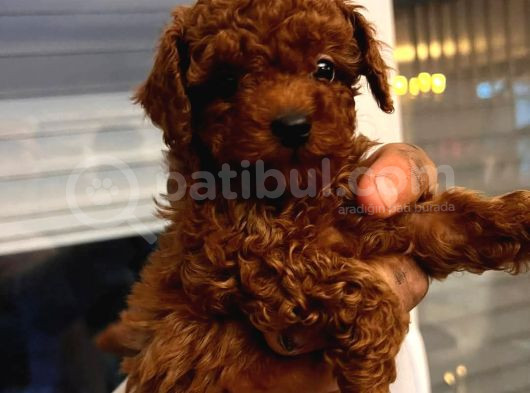 Red Brown Toy Poddle Bebişlerimiz Teslime Hazır görsel