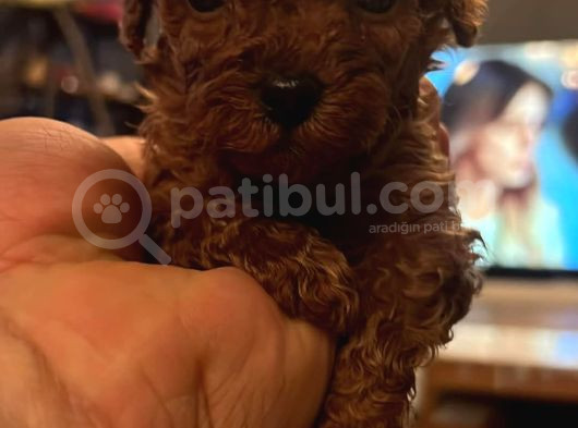 Red Brown Toy Poddle Bebişlerimiz Teslime Hazır görsel