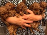 Red Brown Toy Poddle Bebişlerimiz Teslime Hazır