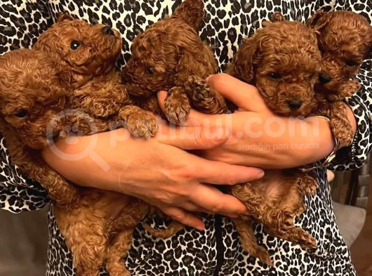 Red Brown Toy Poddle Bebişlerimiz Teslime Hazır görsel