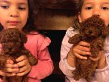 Red Brown Toy poddle Bebişlerimiz Teslime hazır