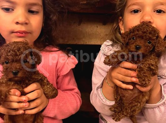 Red Brown Toy Poddle Bebişlerimiz Teslime Hazır