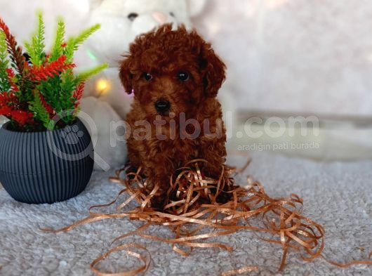 Sağlık Garantili Erkek Toy Poddle Yavrularım görsel