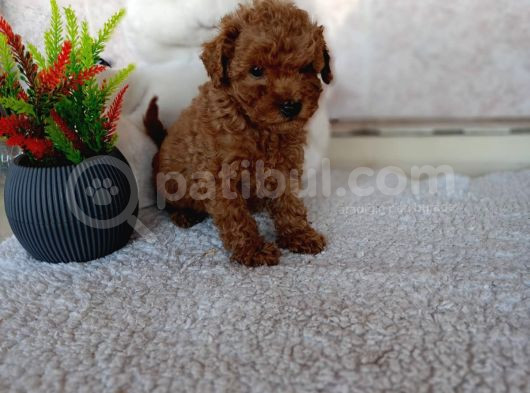 Sağlık Garantili Erkek Toy Poddle Yavrularım görsel