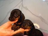 Dachound sosis yavrular