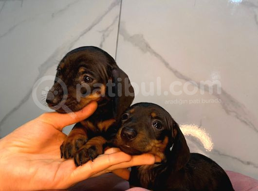 Dachound Sosis Yavrular
