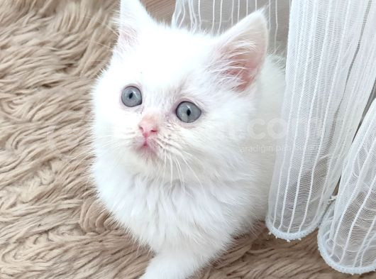 Mükemmel Beyaz Bir Ponçik Teslime Hazırdır görsel