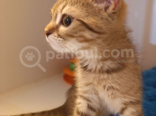 Yeni̇ Yilin Mi̇ni̇ği̇ görsel