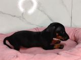Dachound Sosis Yavrular