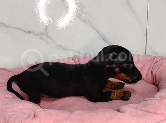 Dachound Sosis Yavrular görsel