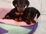 Dachound Sosis Yavrular
