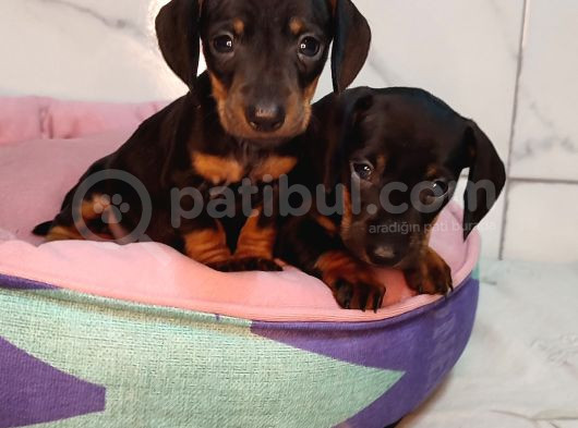 Dachound Sosis Yavrular görsel