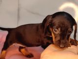 Dachound Sosis Yavrular
