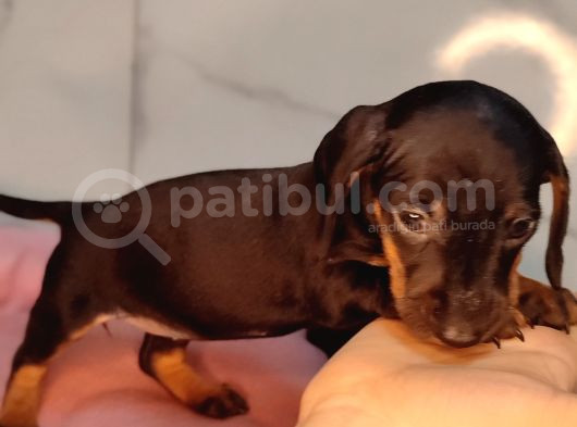 Dachound Sosis Yavrular görsel