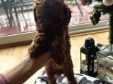 Evde Dogum Poodle