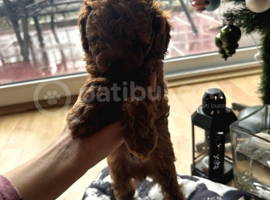 Evde Dogum Poodle görsel