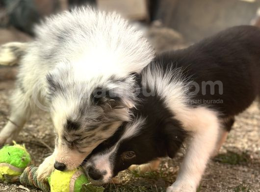Her Renk Border Collie Yavrusu görsel