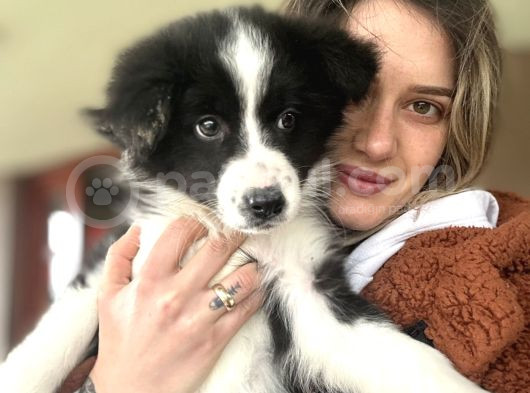 Her Renk Border Collie Yavrusu görsel