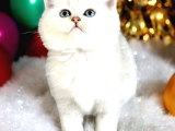 Lisanslı Üreticiden British Shorthair Silver Ve Silver Point