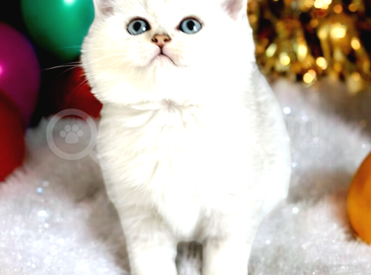 Lisanslı Üreticiden British Shorthair Silver Ve Silver Point görsel