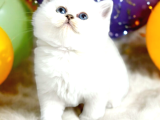 Lisanslı Üreticiden British Shorthair Silver ve silver Point