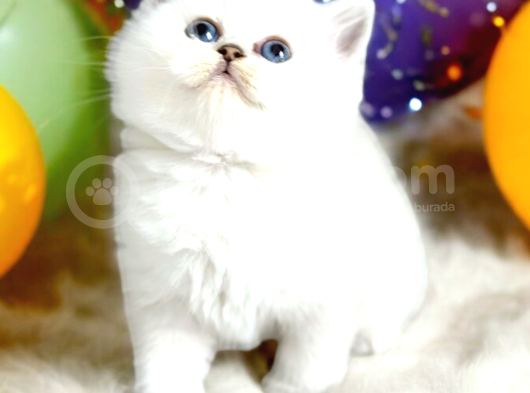 Lisanslı Üreticiden British Shorthair Silver Ve Silver Point