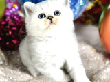Lisanslı Üreticiden British Shorthair Silver Ve Silver Point