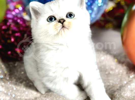 Lisanslı Üreticiden British Shorthair Silver Ve Silver Point görsel