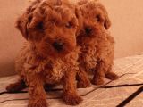 Hemen teslime hazır toy boy poodle yavrular