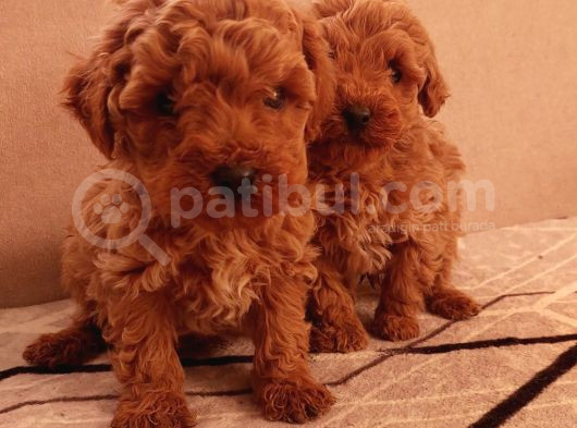 Hemen Teslime Hazır Toy Boy Poodle Yavrular