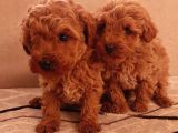 Hemen Teslime Hazır Toy Boy Poodle Yavrular