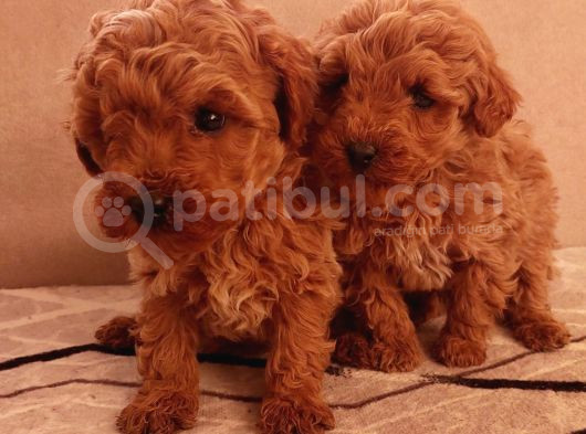Hemen Teslime Hazır Toy Boy Poodle Yavrular görsel