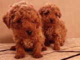 Hemen Teslime Hazır Toy Boy Poodle Yavrular