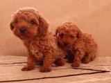 Hemen Teslime Hazır Toy Boy Poodle Yavrular