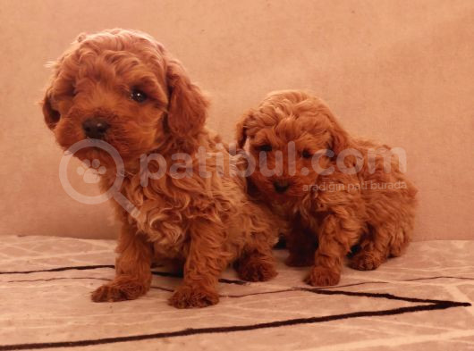 Hemen Teslime Hazır Toy Boy Poodle Yavrular görsel