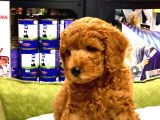 Red Brown Toy Poodle Yavrularimiz